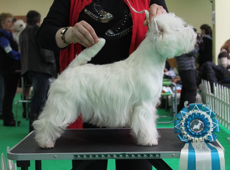 dogshow_8.jpeg